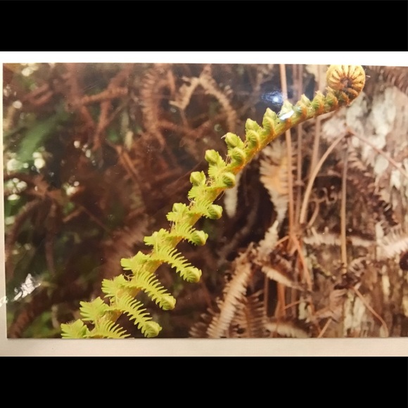 Hapu’u Fiddlehead in the Jungle, Keanu Malone - Picture 5 of 5